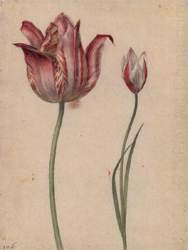 Georg Flegel Two Tulips china oil painting image
